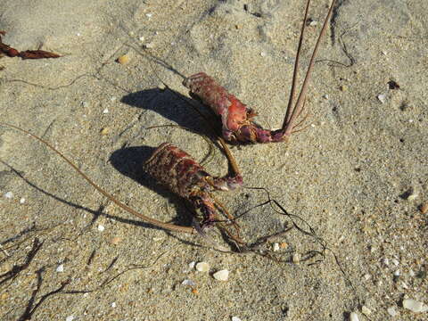 Image of California Spiny Lobster