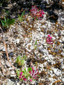 Image of Anthyllis vulneraria subsp. rubriflora (DC.) Arcang.