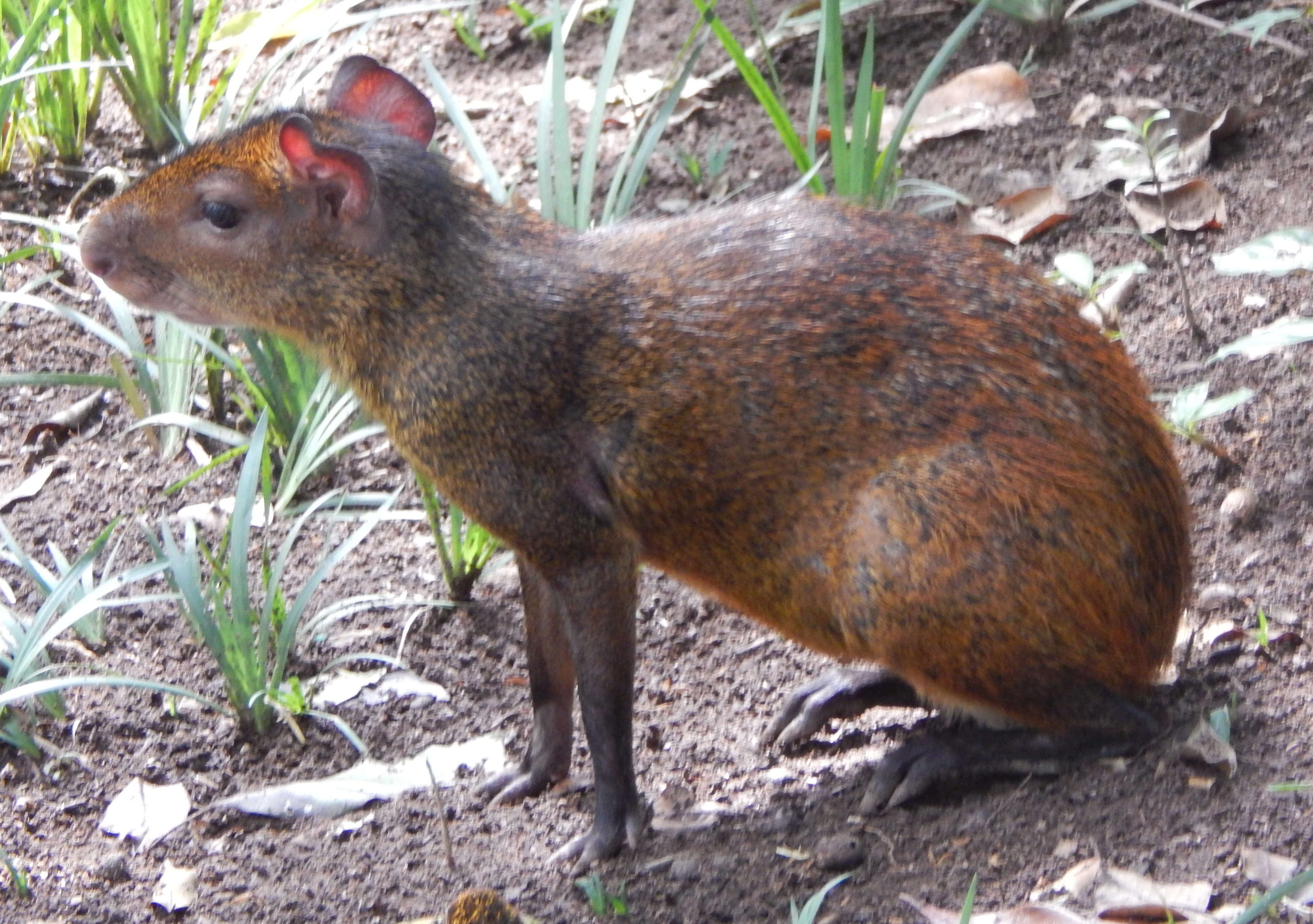 Image of Brazilian Agouti