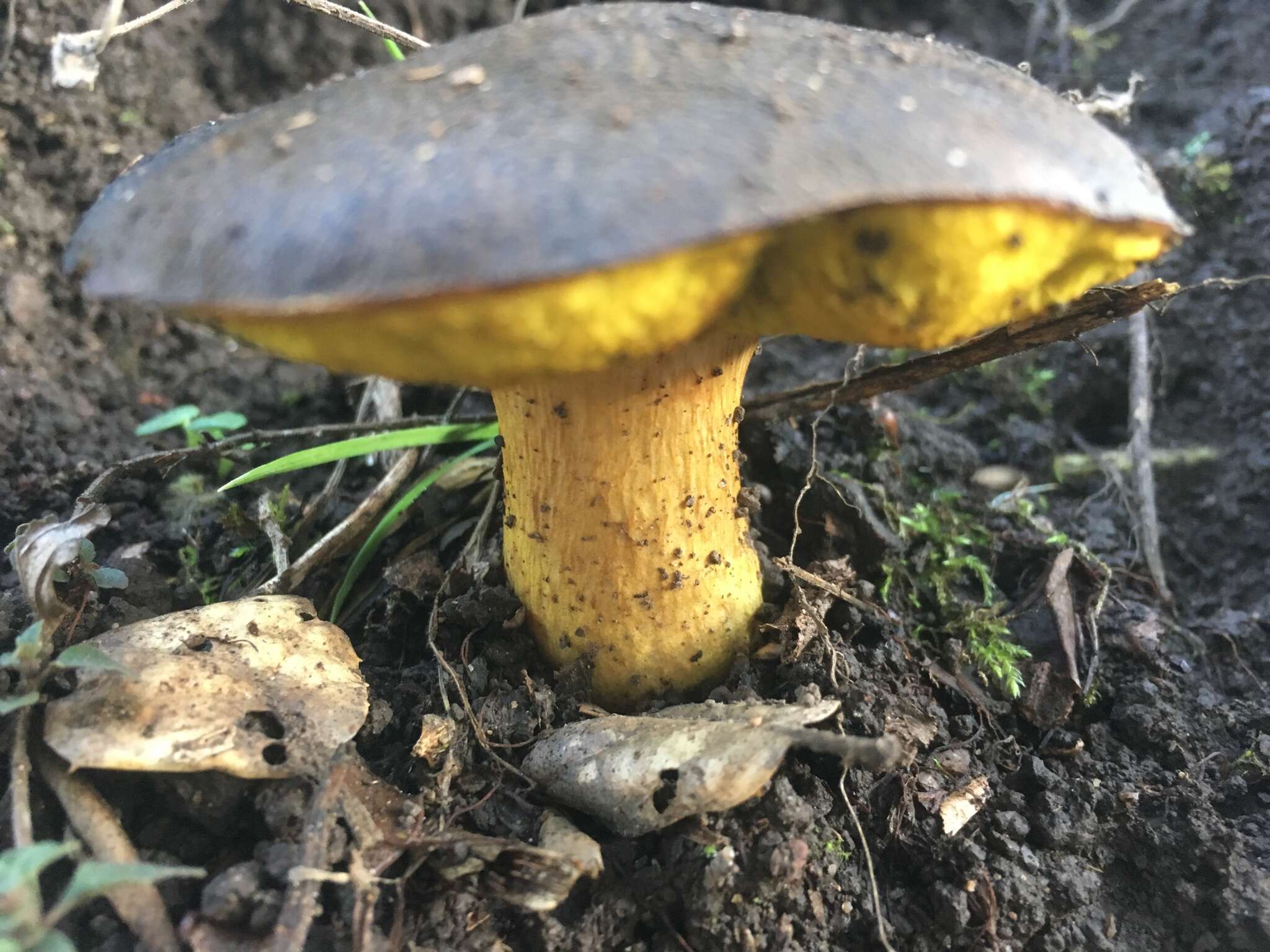 Image of Aureoboletus citriniporus (Halling) Klofac 2010