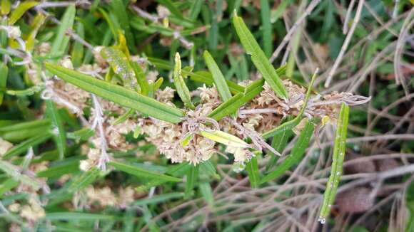 Imagem de Lasiopetalum ferrugineum Sm.