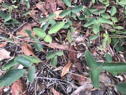 Image of Desmodium rhytidophyllum Benth.