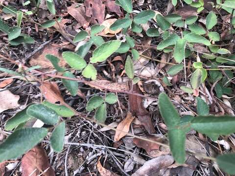 صورة Desmodium rhytidophyllum Benth.