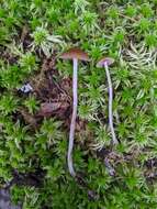 Image of Psilocybe fuscofulva Peck 1887