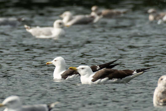 Image of lesser black-backed gull