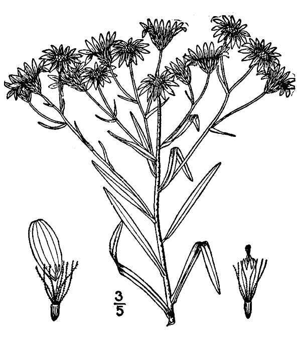 Image of Solidago sect. Ptarmicoidei