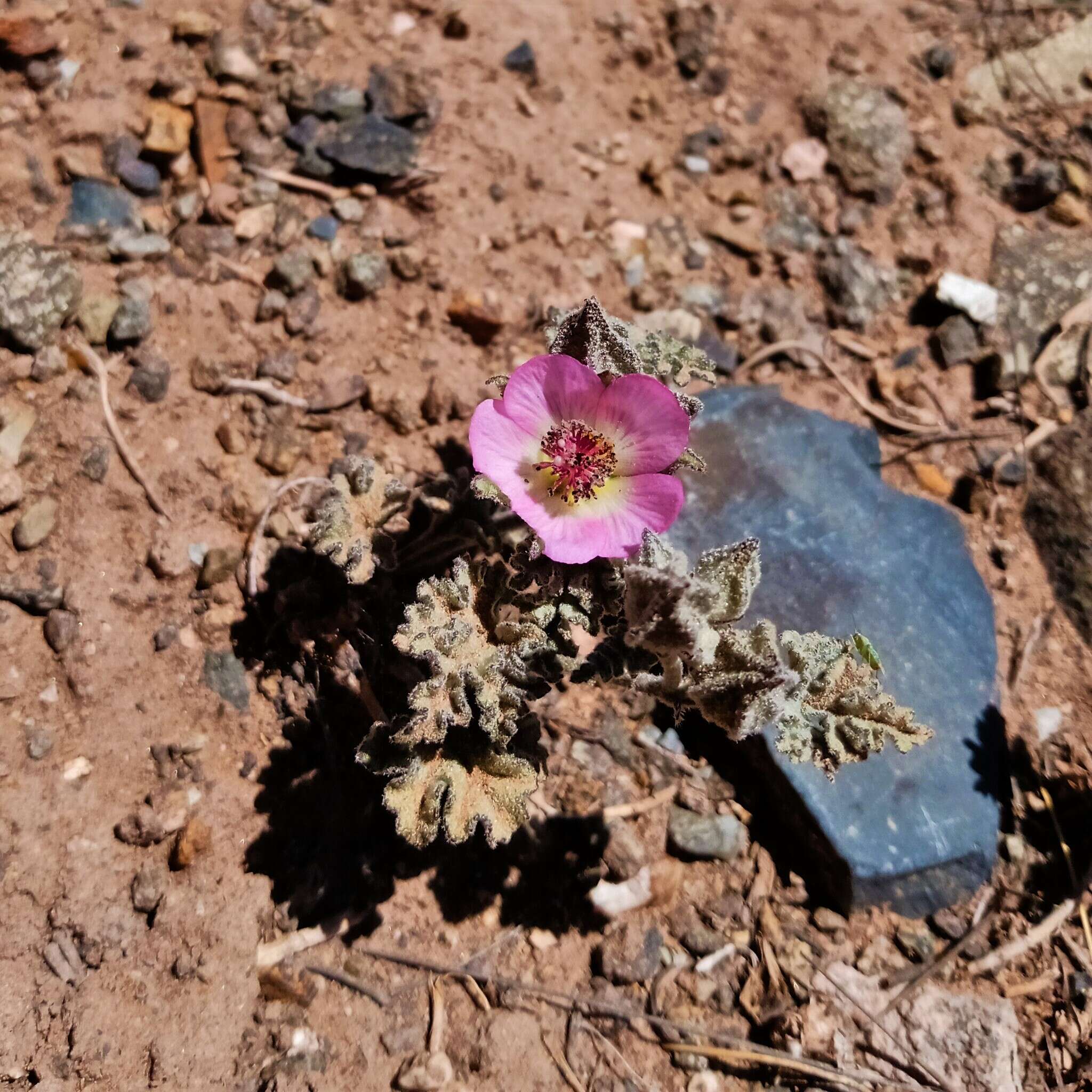 Image of Sphaeralcea philippiana Krapov.