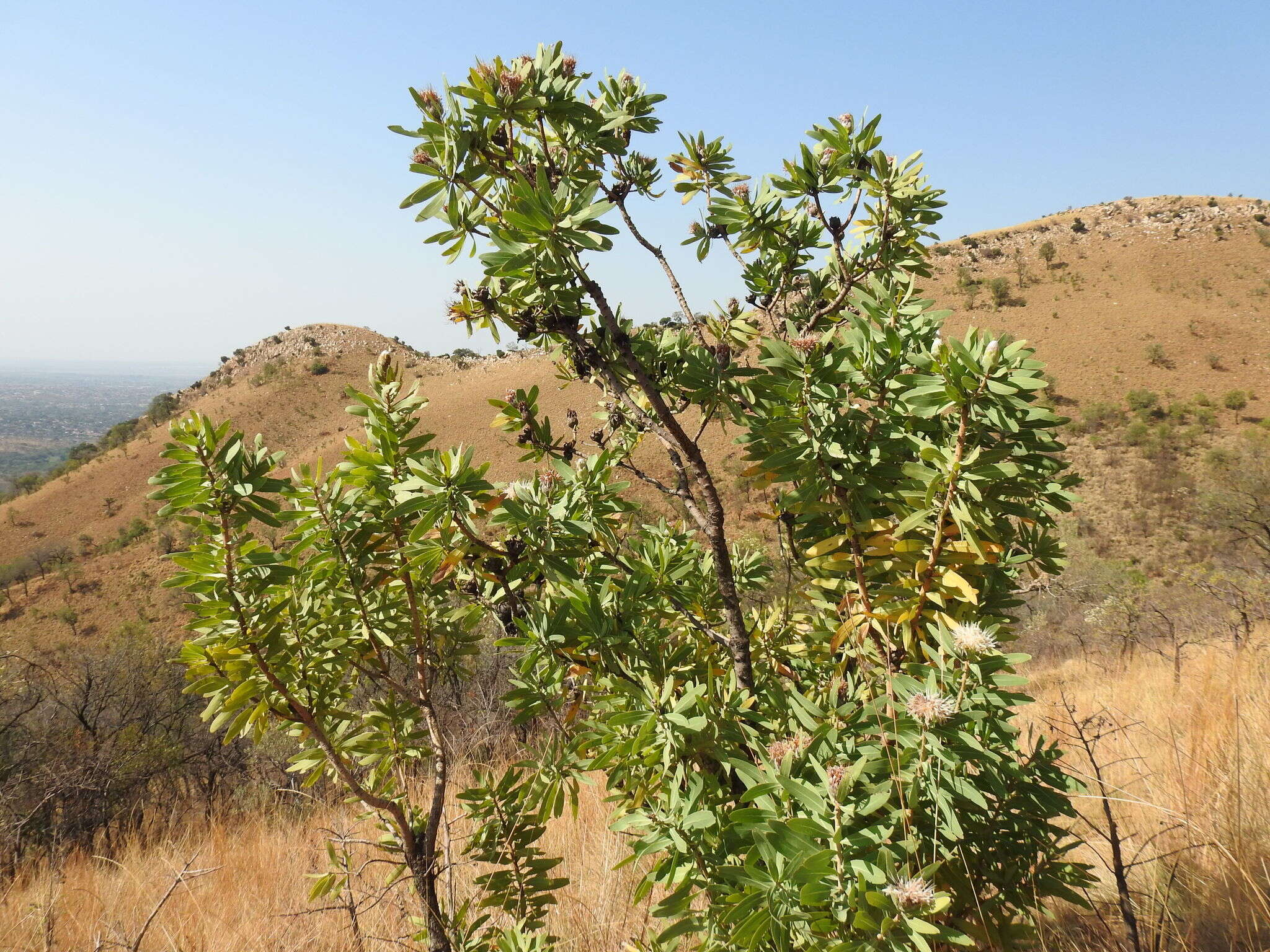 Protea gaguedi J. F. Gmel.的圖片