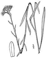 Image of Solidago sect. Ptarmicoidei