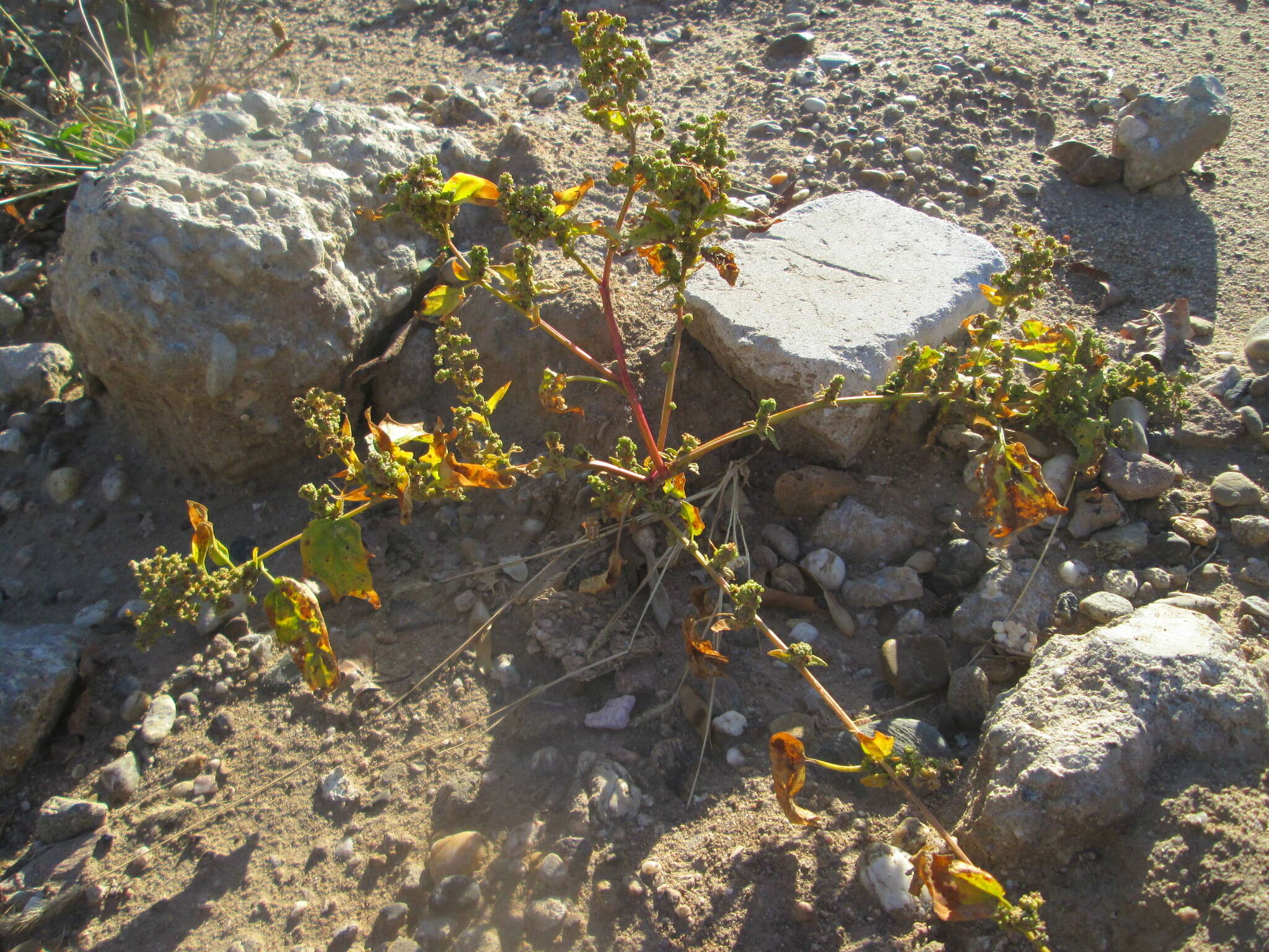 Plancia ëd Chenopodiastrum hybridum (L.) S. Fuentes, Uotila & Borsch