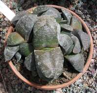 Image of Gasteria nitida var. armstrongii (Schönland) van Jaarsv.