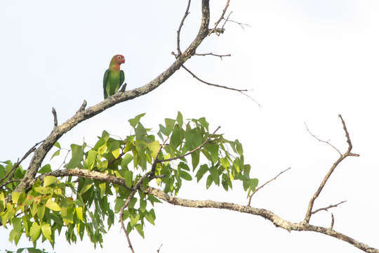 Image of Lilian's Lovebird