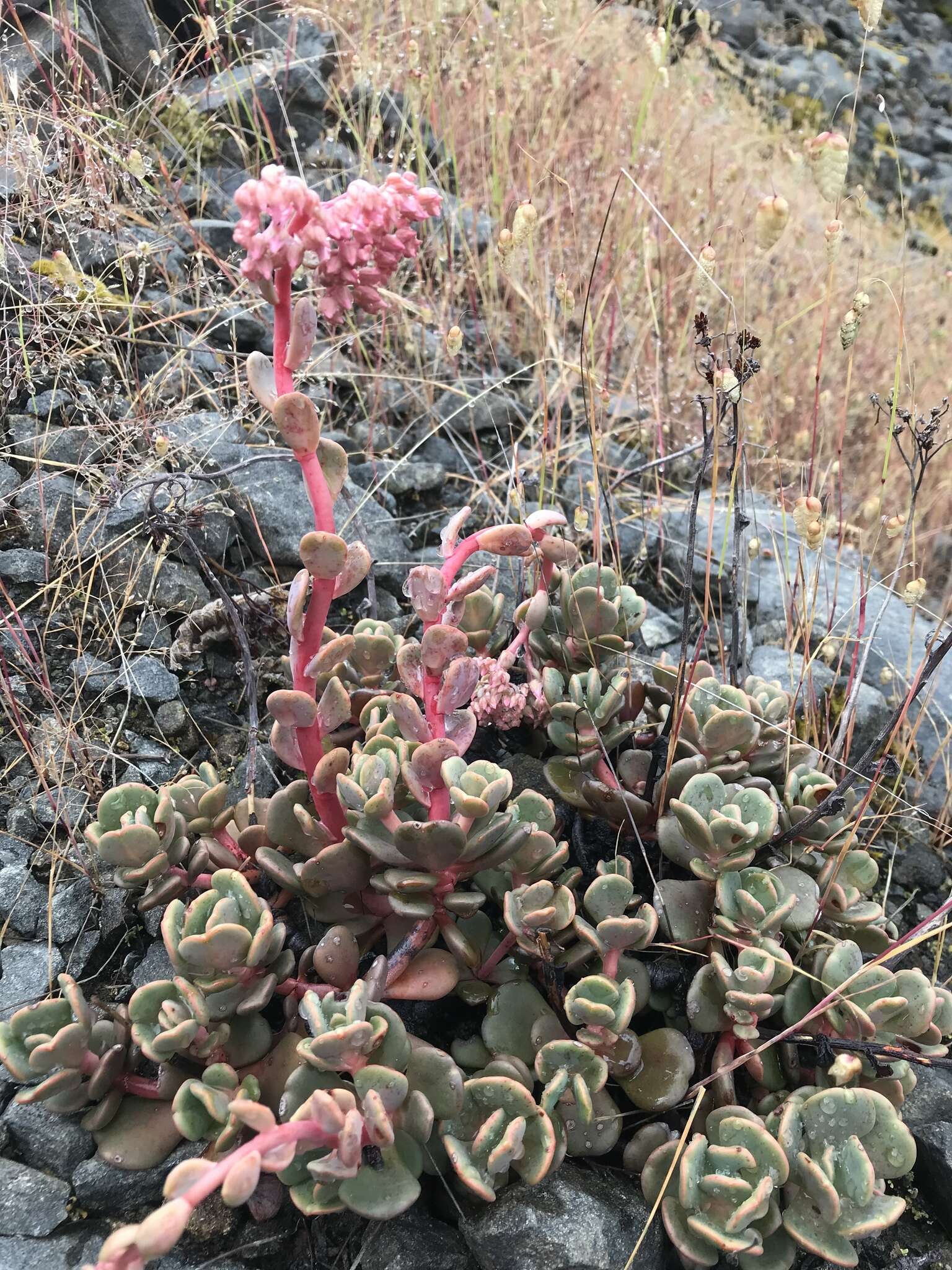 Sedum laxum subsp. laxum的圖片