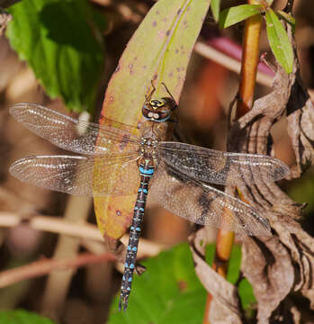 Image of Migrant Hawker