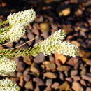 Image of Selago glutinosa subsp. cylindriphylla O. M. Hilliard