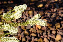 Selago glutinosa subsp. cylindriphylla O. M. Hilliard resmi