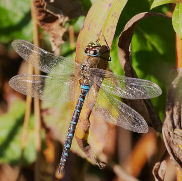 Image of Migrant Hawker