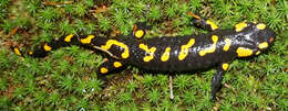 Image of Common Fire Salamander