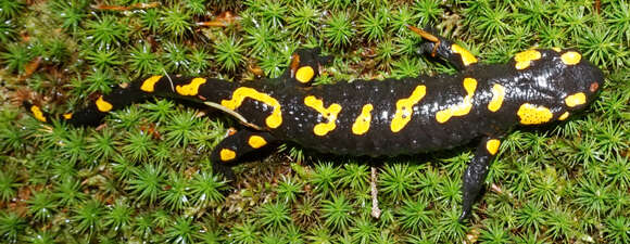 Image of Common Fire Salamander