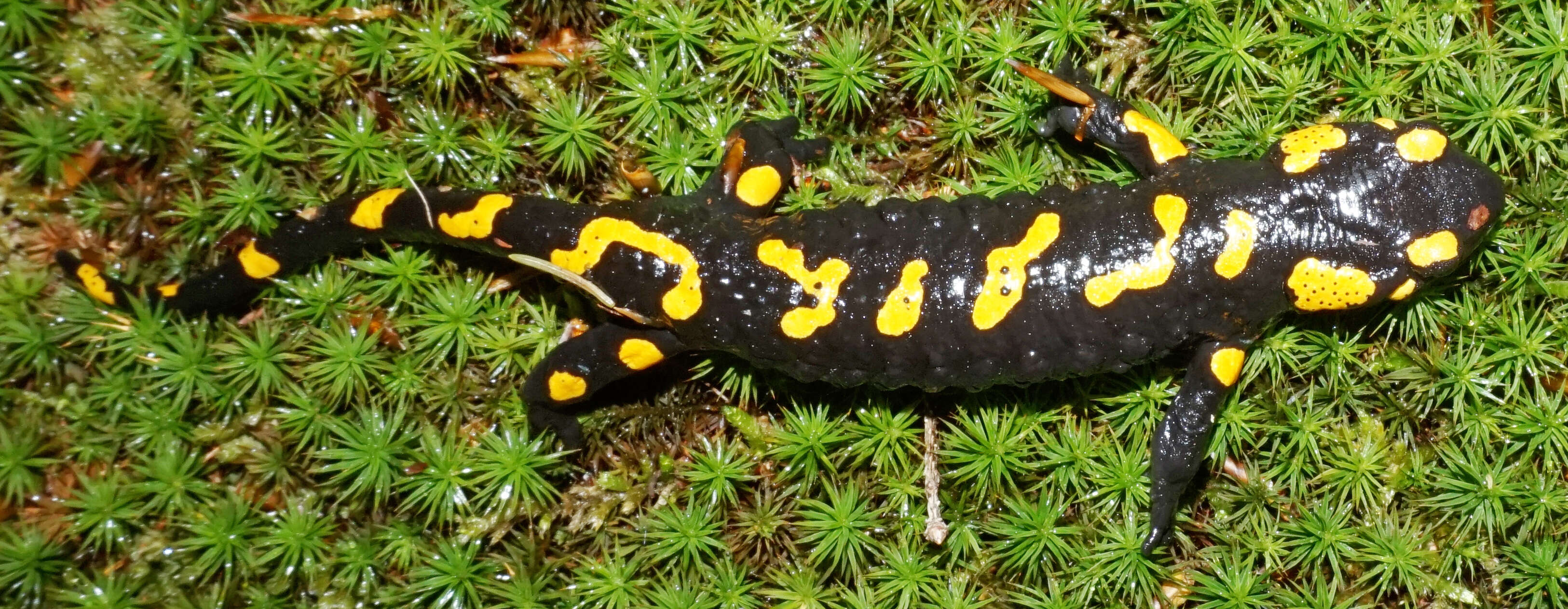 Image of Common Fire Salamander