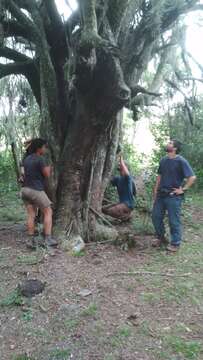 Imagem de Scutia buxifolia Reiss.