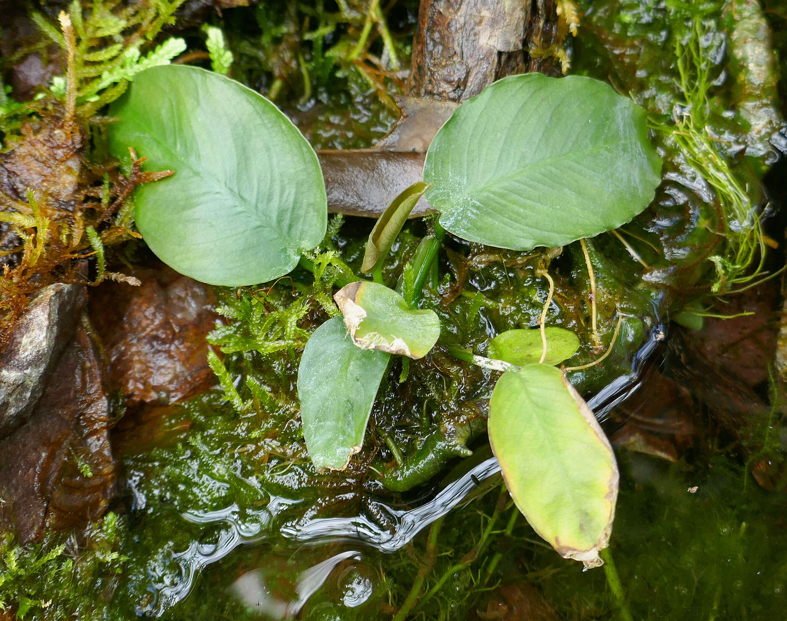 Image of Anubias barteri Schott