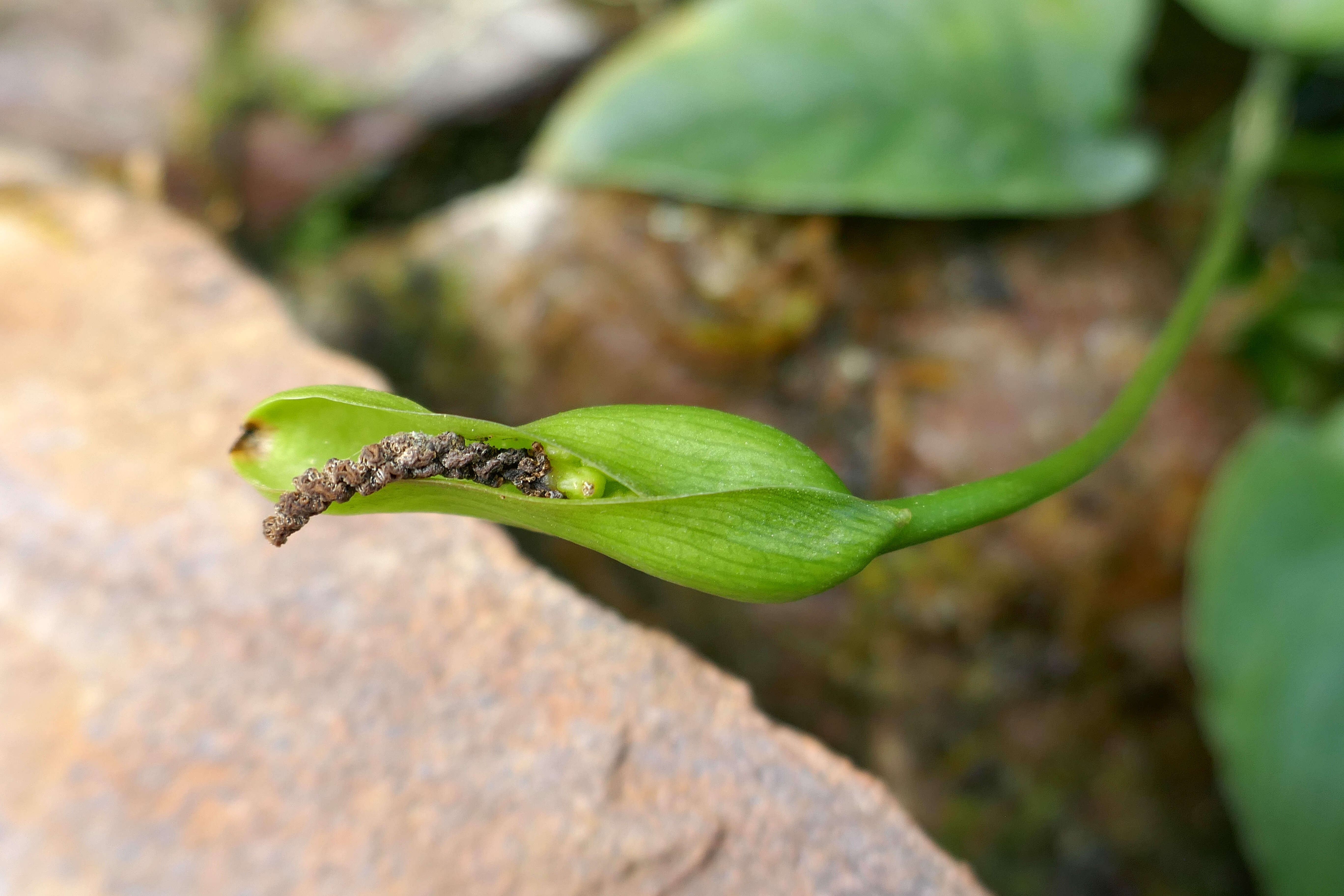 Image of Anubias barteri Schott