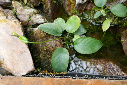 Image of Anubias barteri Schott