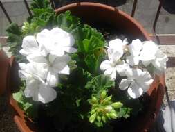 Imagem de Pelargonium hortorum Bailey