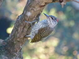 صورة Campethera abingoni constricta Clancey 1965