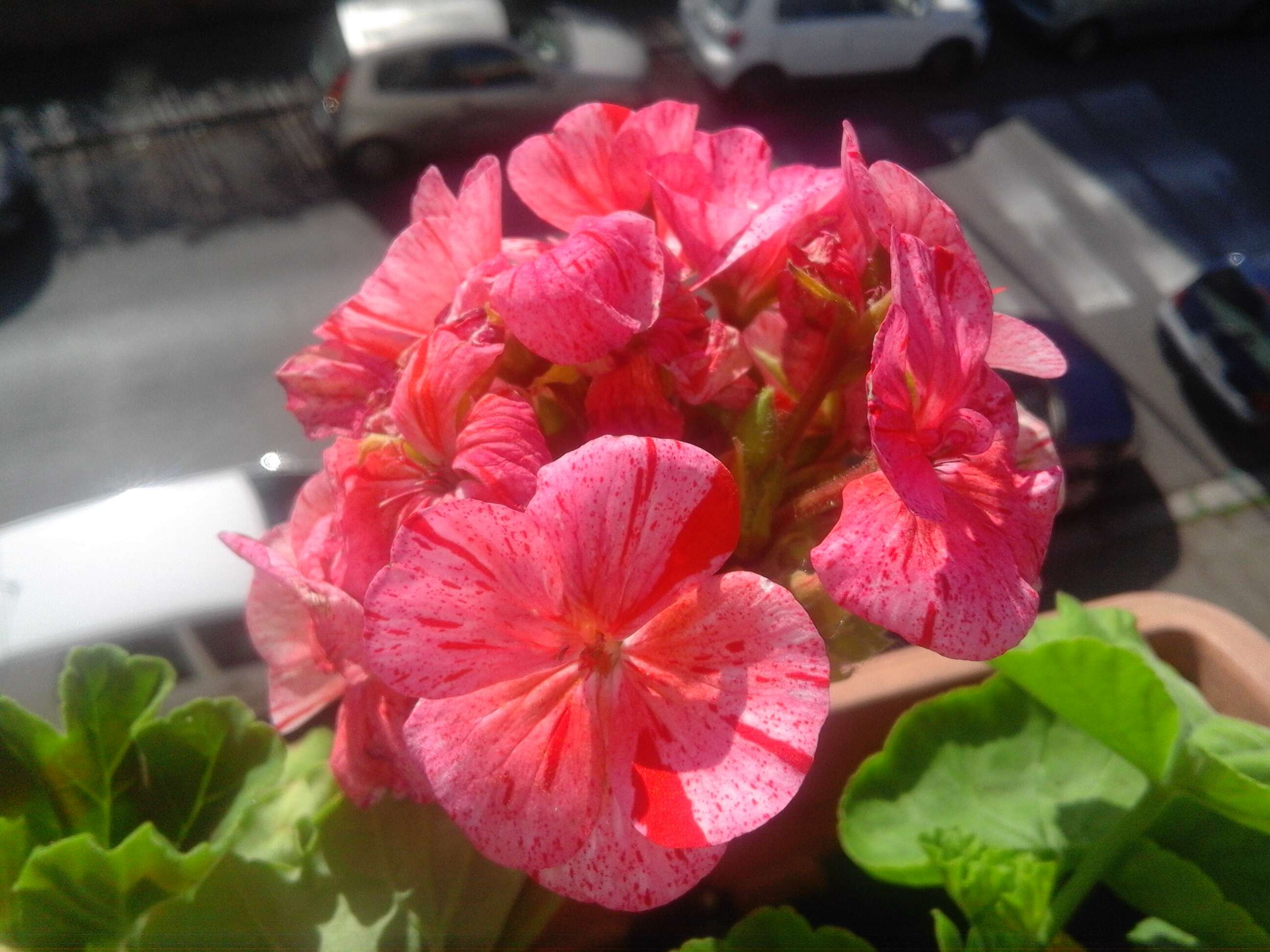 Image of zonal geranium