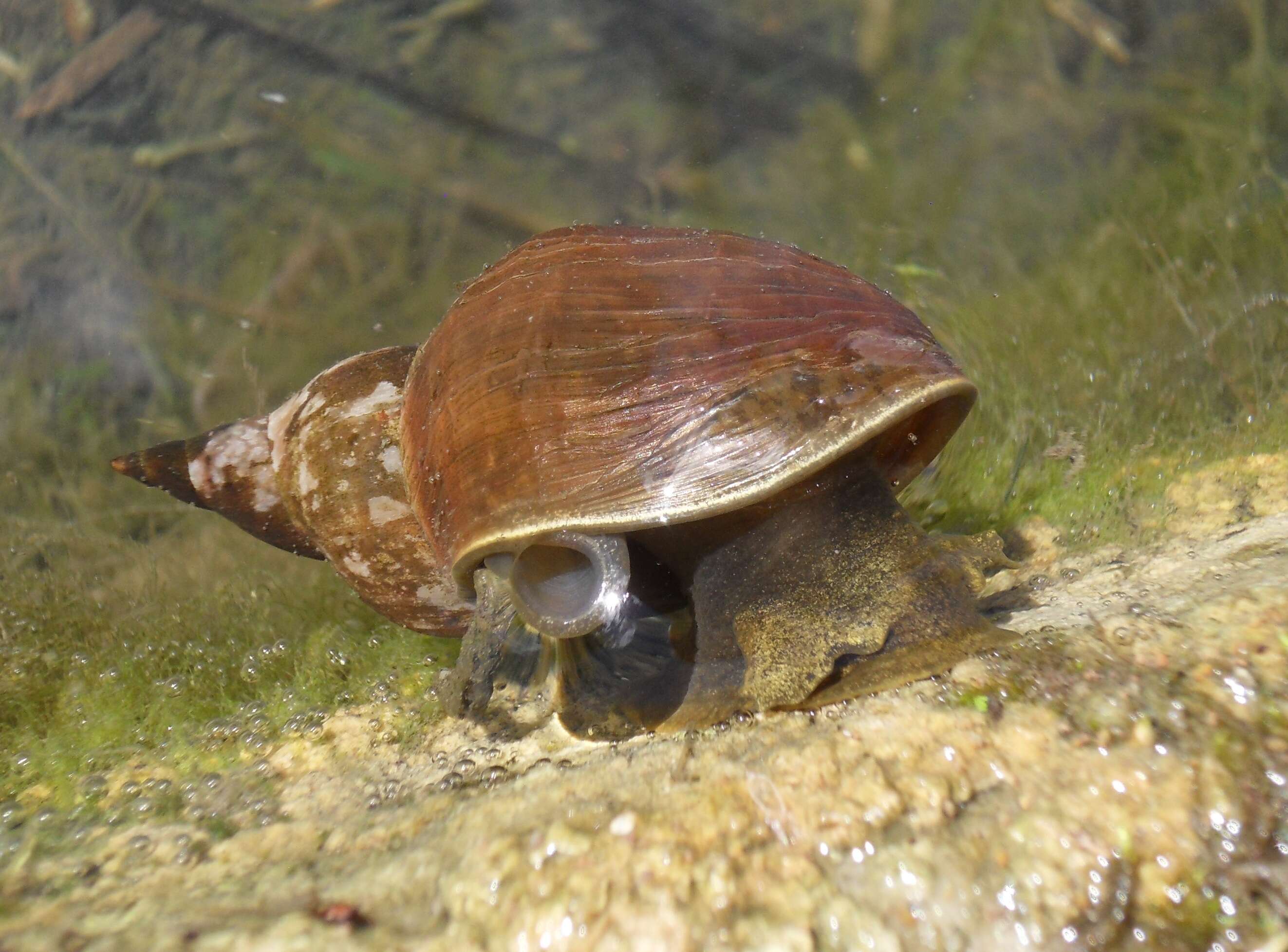 Image of Great Pond Snail