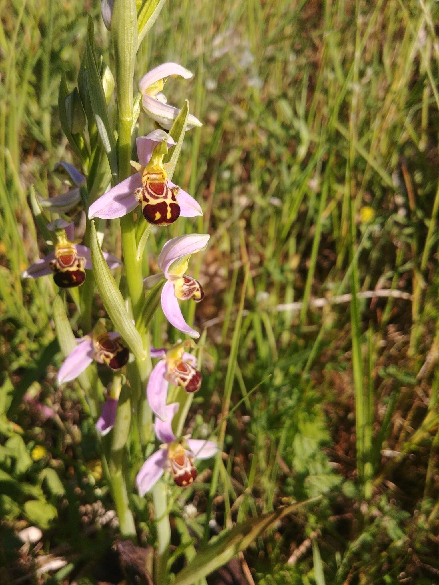 Image of Ophrys apifera var. aurita (Moggr.) Gremli