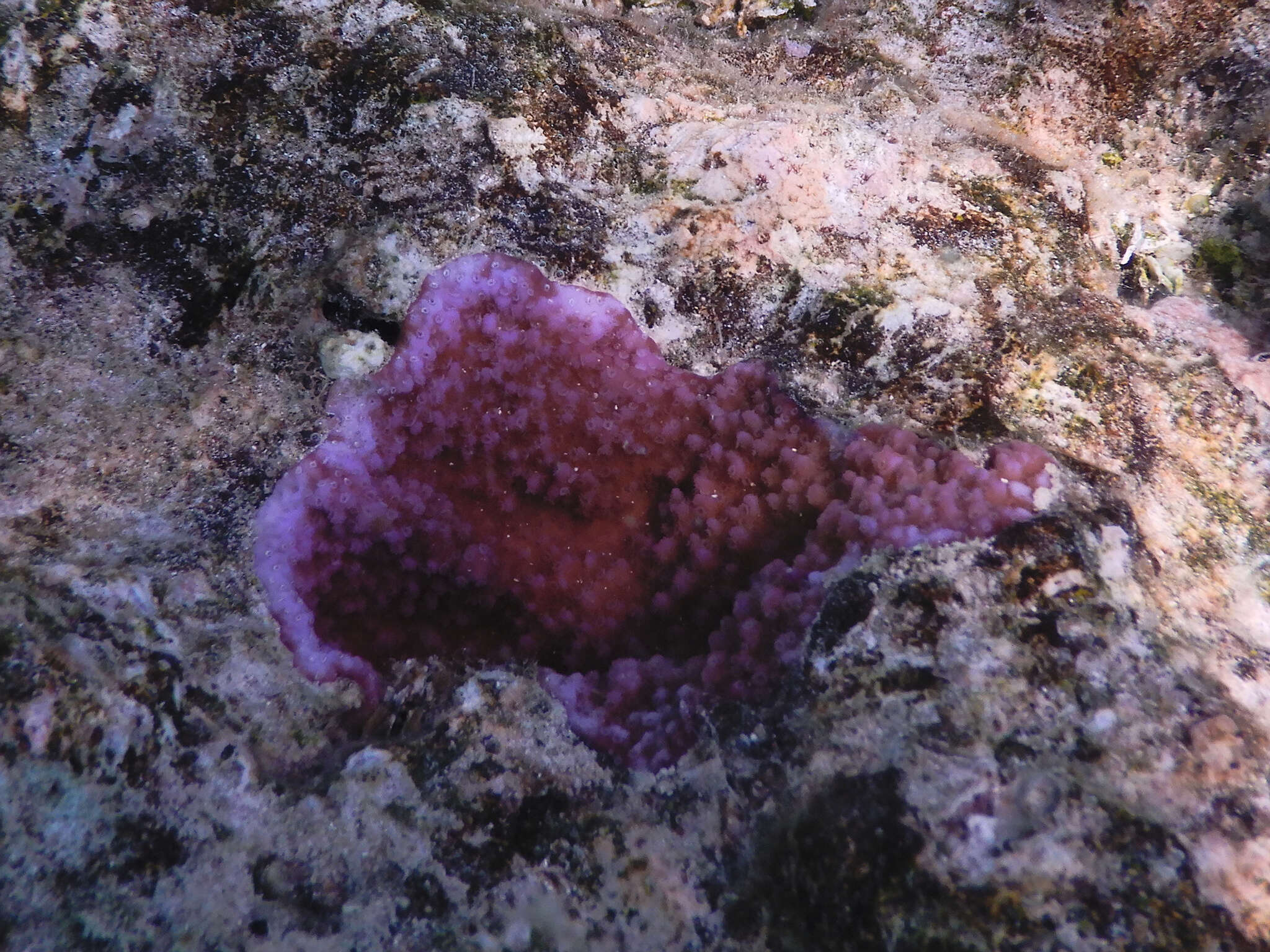 Image of Blue rice coral