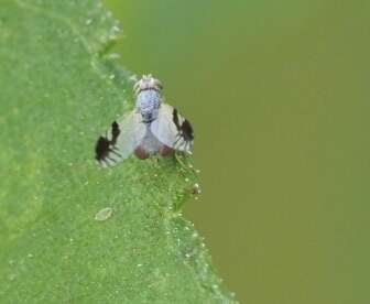 Image of Trupanea bisetosa (Coquillett 1899)