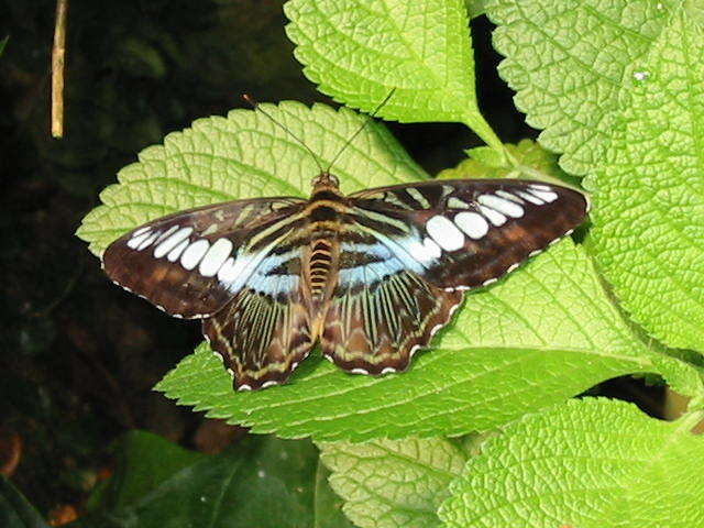 Imagem de Parthenos sylvia