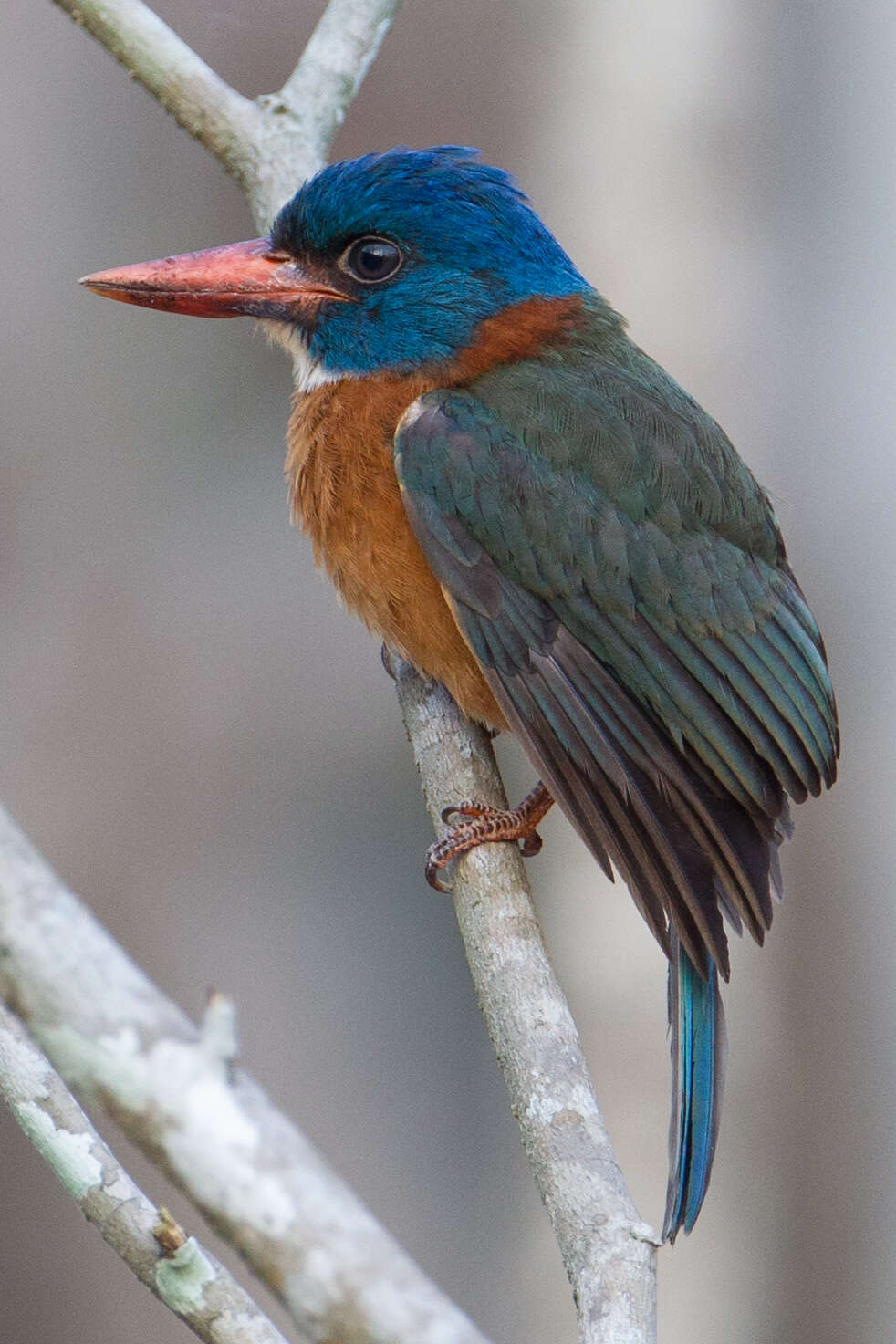 Image of Blue-headed Kingfisher