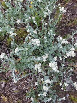 Image of Hottentot's Bedding