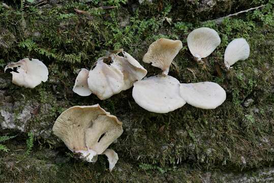 Image of Hohenbuehelia angustata (Berk.) Singer 1951