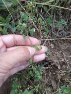 Image of Tifton burclover