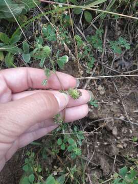 Image of Tifton burclover