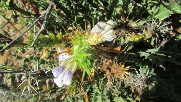 Image of Acanthopsis scullyi (S. Moore) Oberm.