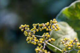 Image of Helichrysum populifolium DC.