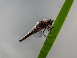 Image of Broad-bodied chaser