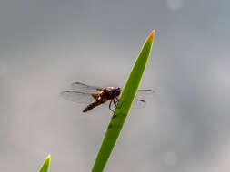 Image of Broad-bodied chaser