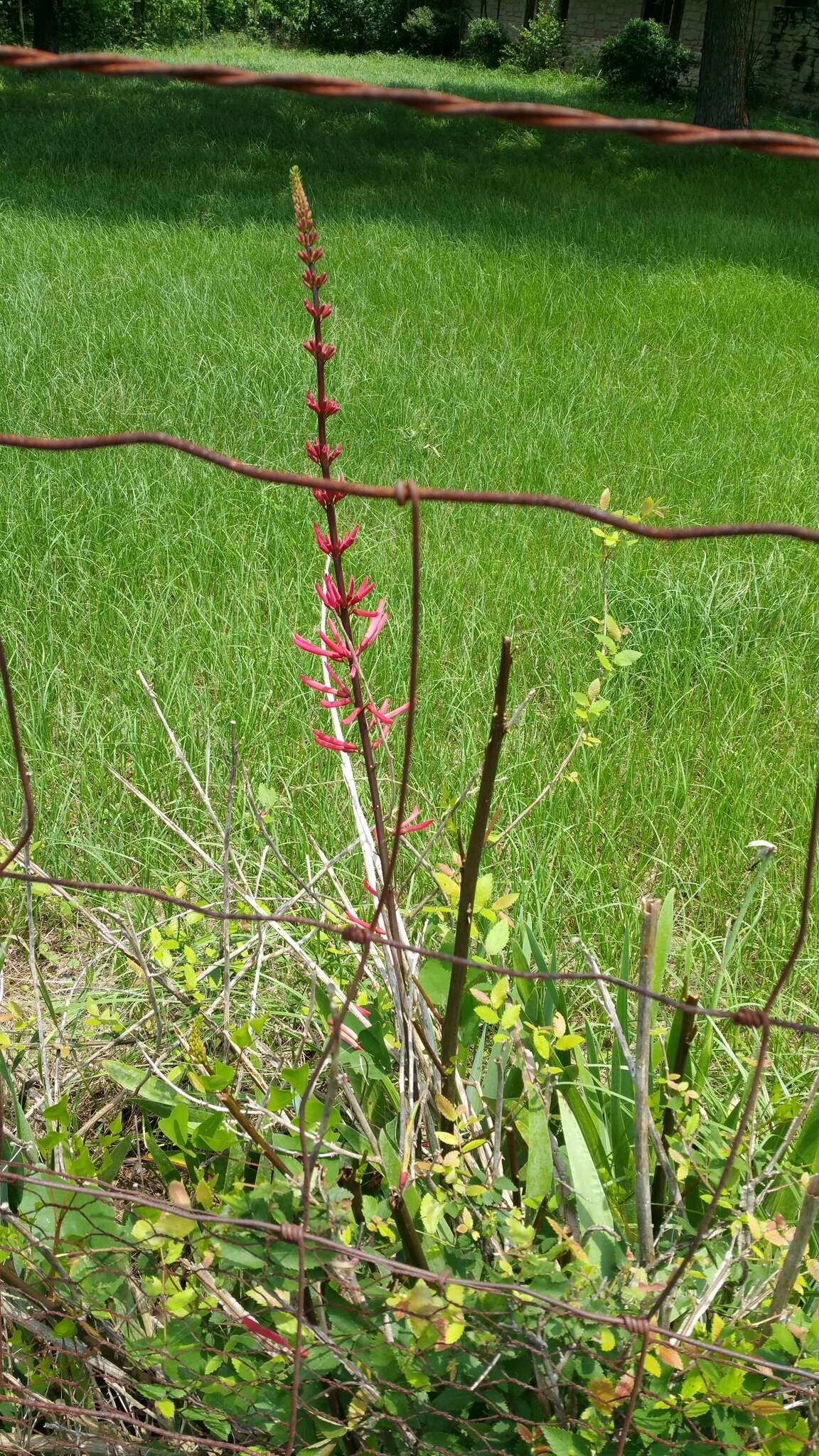 Слика од Erythrina herbacea L.