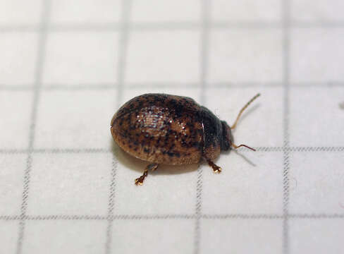 Image of Leaf beetle