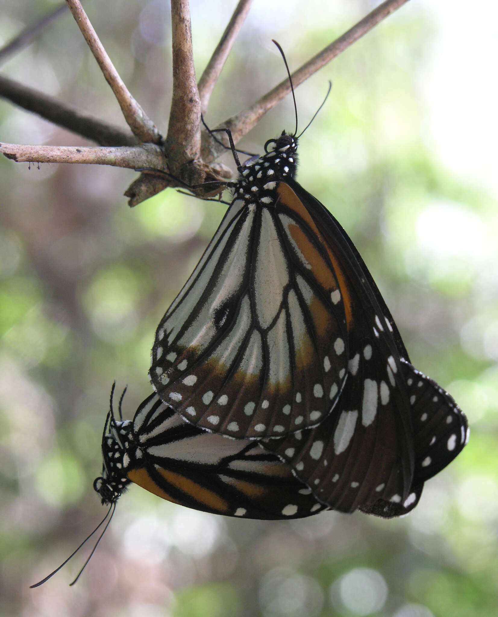 Sivun Danaus (Anosia) melanippus subsp. hegesippus Cramer 1777 kuva