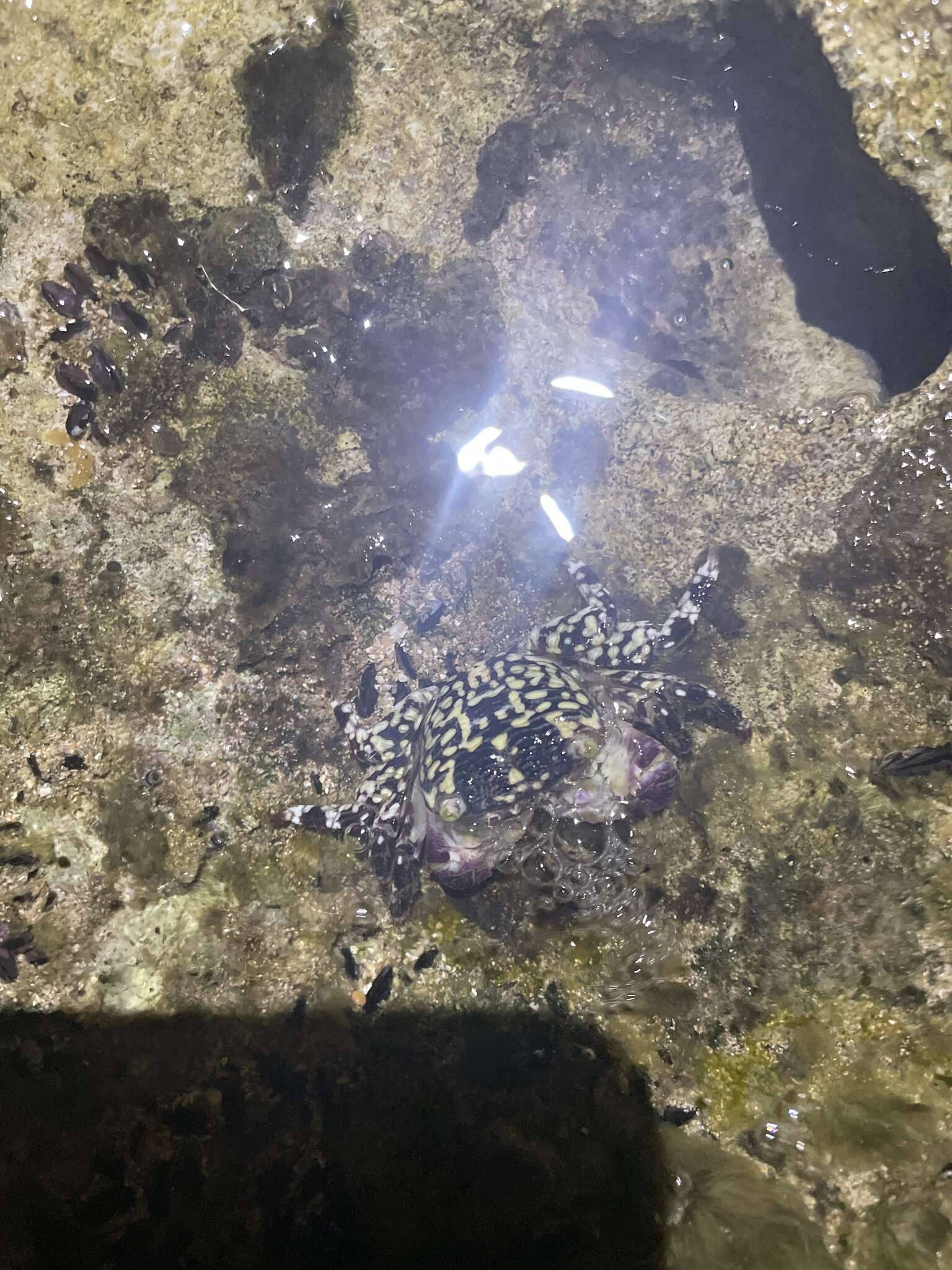 Image of pleated rock crab