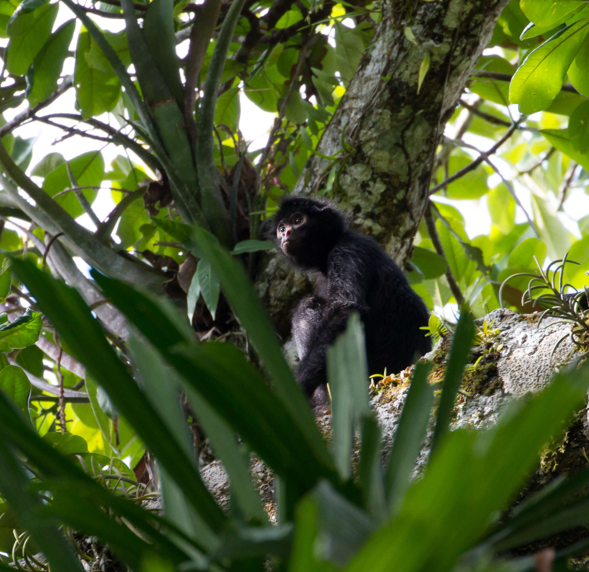 Image of Black-faced Black Spider Monkey